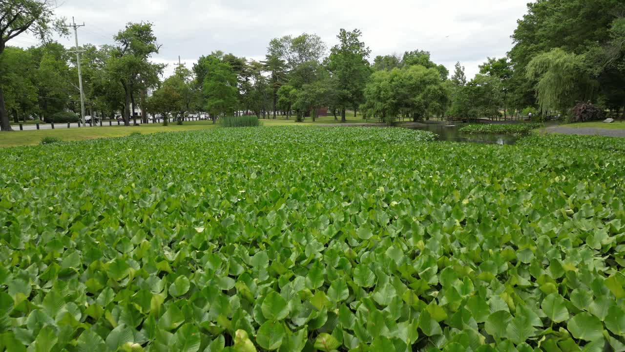⁇ 리 스트림의 연못 위의 공중 전망, 아름다운 녹색 풍경과 함께 뉴욕