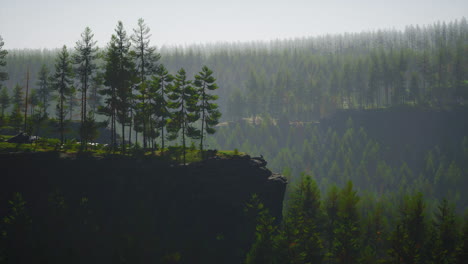 Evergreen-fir-tree-and-mountains-on-a-background-on-a-sunset-after-the-rain