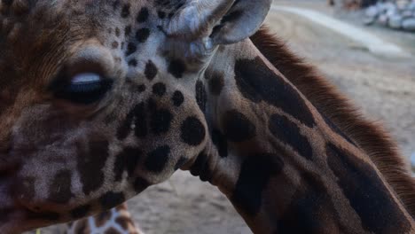 jirafa masticando hierba de un alimentador especial en el zoológico