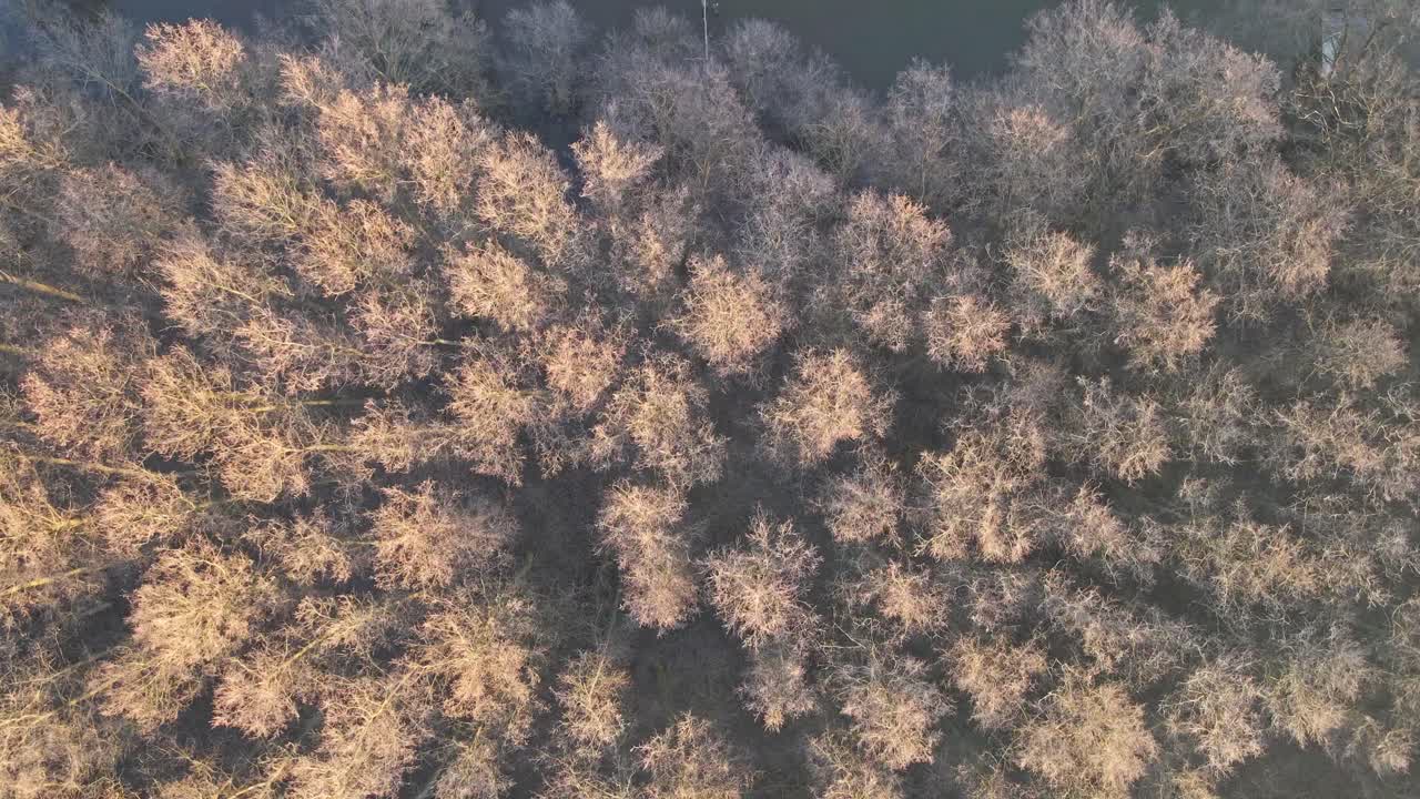 An aerial perspective showcasing a cluster of leafless trees along the edge of calm water with soft morning light.