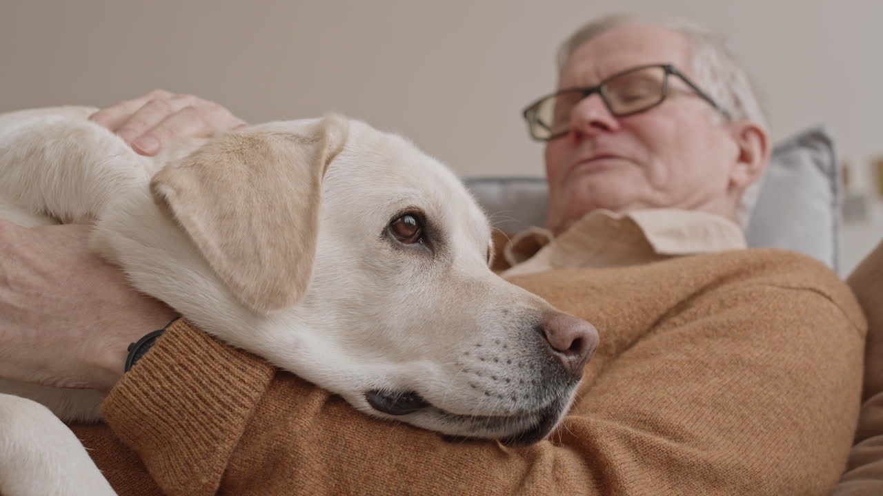 Close-Up of Cute Labrador Retriever with Senior Man at Home