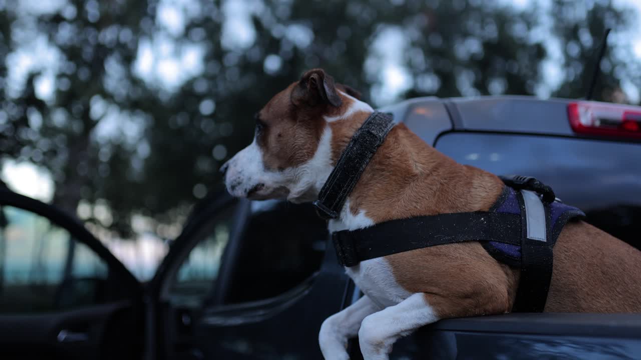 brown and white dog leaning out of the bed of a chevy truck leaving the beach