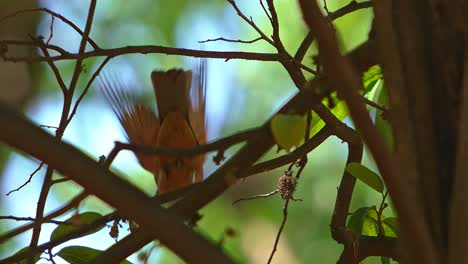 Telephoto-close-up-shot-of-a-Brown-Thrasher-in-a-tree-and-taking-off-in-slow-motion