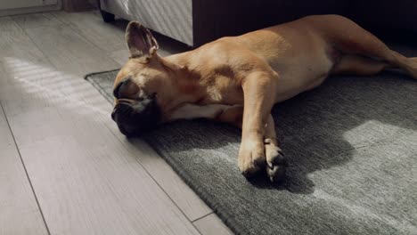 A-small-sweet-French-bulldog-lies-on-the-floor-on-a-grey-carpet-in-the-house,-drags-out-and-looks-at-the-lens,-is-curious-about-the-whole-situation