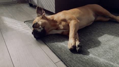 un pequeño y dulce bulldog francés yace en el suelo sobre una alfombra gris en la casa, se arrastra y mira la lente, tiene curiosidad por toda la situación