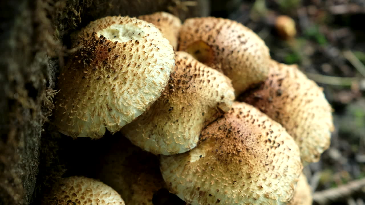 Close-up of a Pholiota squarrosa mushroom in a forest with angled zoom motion capturing intricate textures and natural woodland details