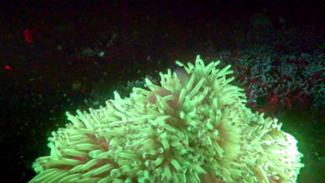pink anemonefish shelters in a glowing anemone at night.