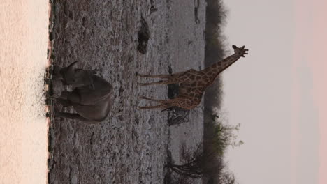 Vertical-View-Of-Black-Rhino-Drinking-In-The-River-With-Giraffe-In-The-Background-During-Sunset-In-Africa