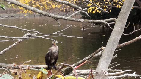 cormorán grande posado en la rama de un árbol del lago posando de pie