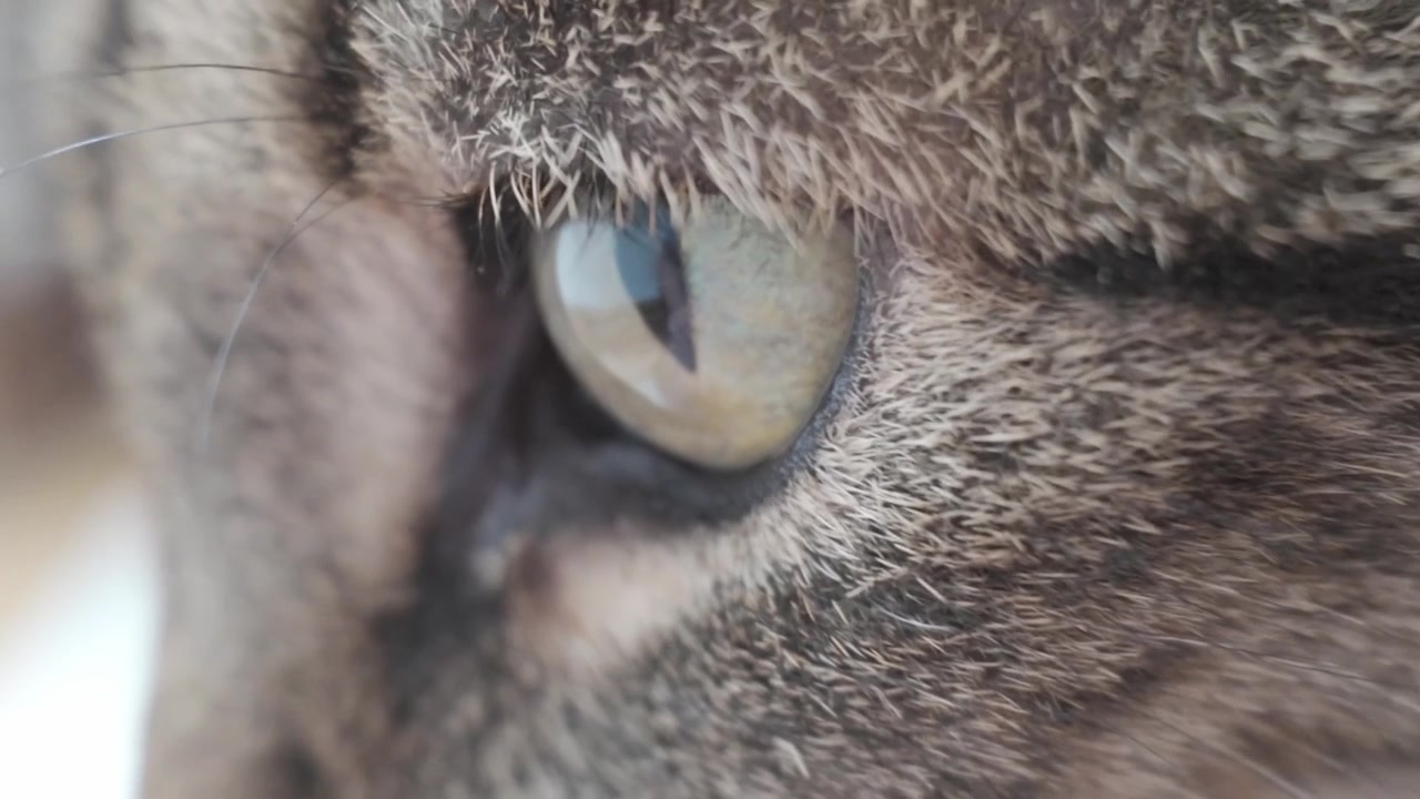 Primo piano macro dell'occhio di un gatto di profilo