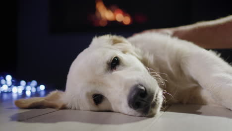 el hombre acaricia al perro, que se encuentra cerca de la guirnalda de año nuevo contra el telón de fondo de una chimenea en llamas. véspera de navidad.