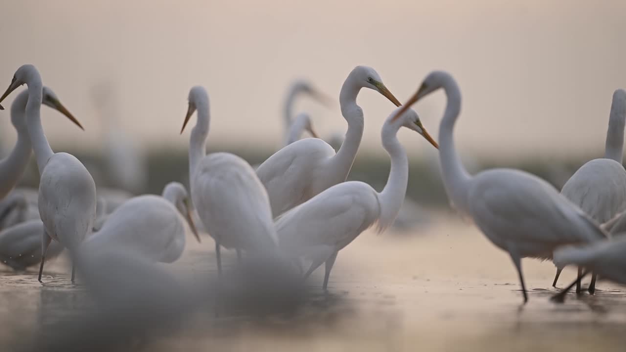 стая больших цапель кормит рыбу на мелководье пруда туманным утром