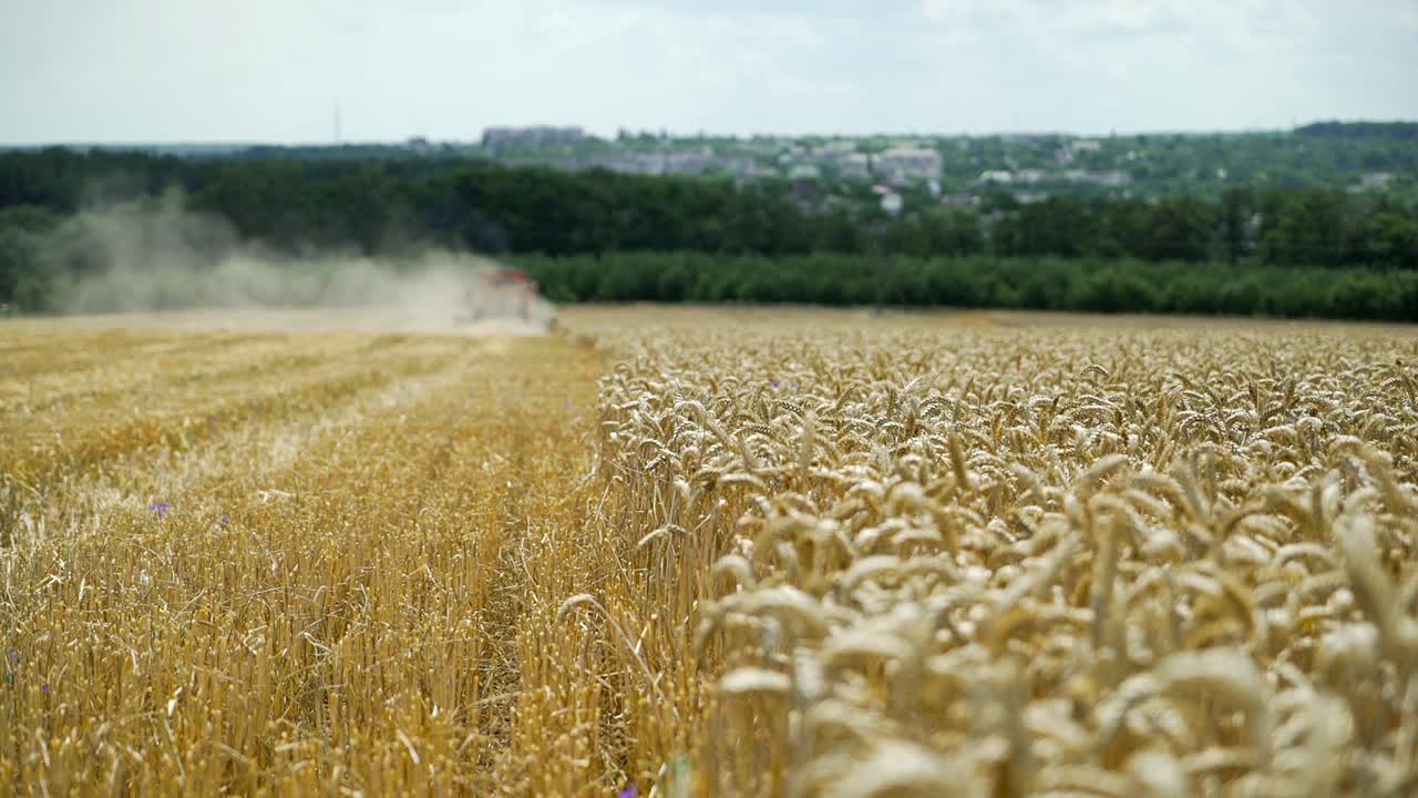Working Harvesting Combine in the Field of Wheat