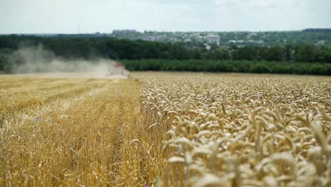 working harvesting combine in the field of wheat