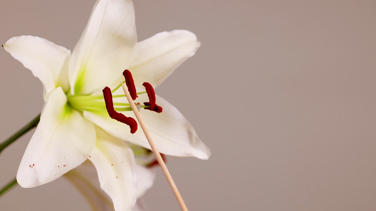 Close-up sequence of a lily flower being pollinated, highlighting stamen and pistil interaction under soft lighting