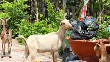 goats rummaging through garbage bags near a large planter