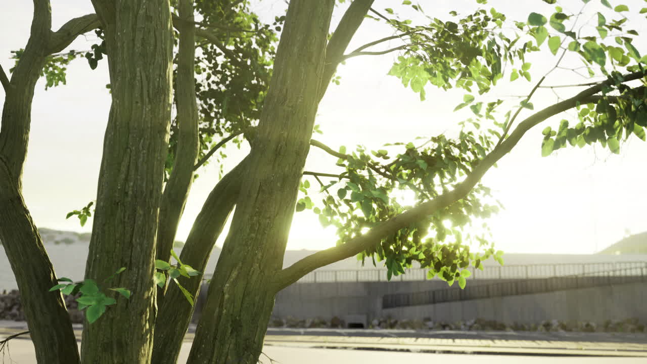 Sunlight filtering through vibrant green leaves at a serene park setting