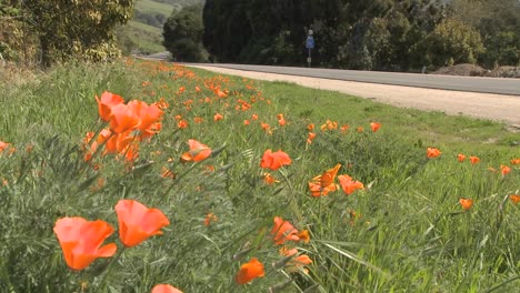 Las-Amapolas-Crecen-Junto-A-Una-Carretera-En-El-Centro-De-California