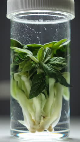 plant tissue culture experiment