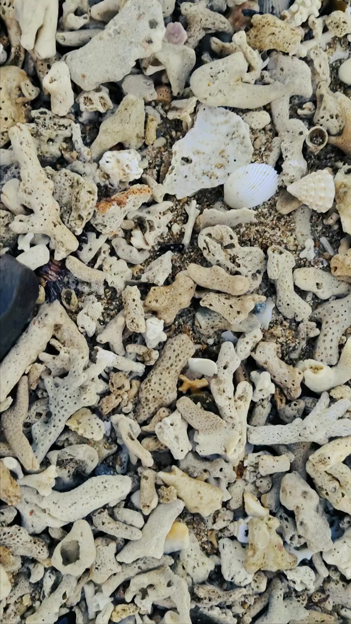Close-up de Fragmentos de Coral Morto e Conchas em uma Praia Arenosa
