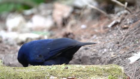 un pájaro javan silbador fue visto buscando comida detrás de la madera seca y luego saltando