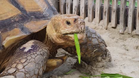 tortuga gigante comiendo hierba.