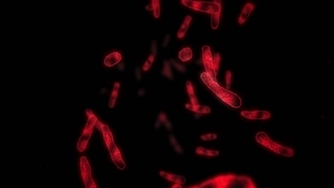 virus cell in linear shape. pathogenic viruses causing infection. loop animation of human virus. bacterial microorganism. viral disease outbreak.