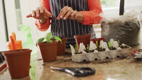 video of midsection of biracial woman planting houseplants