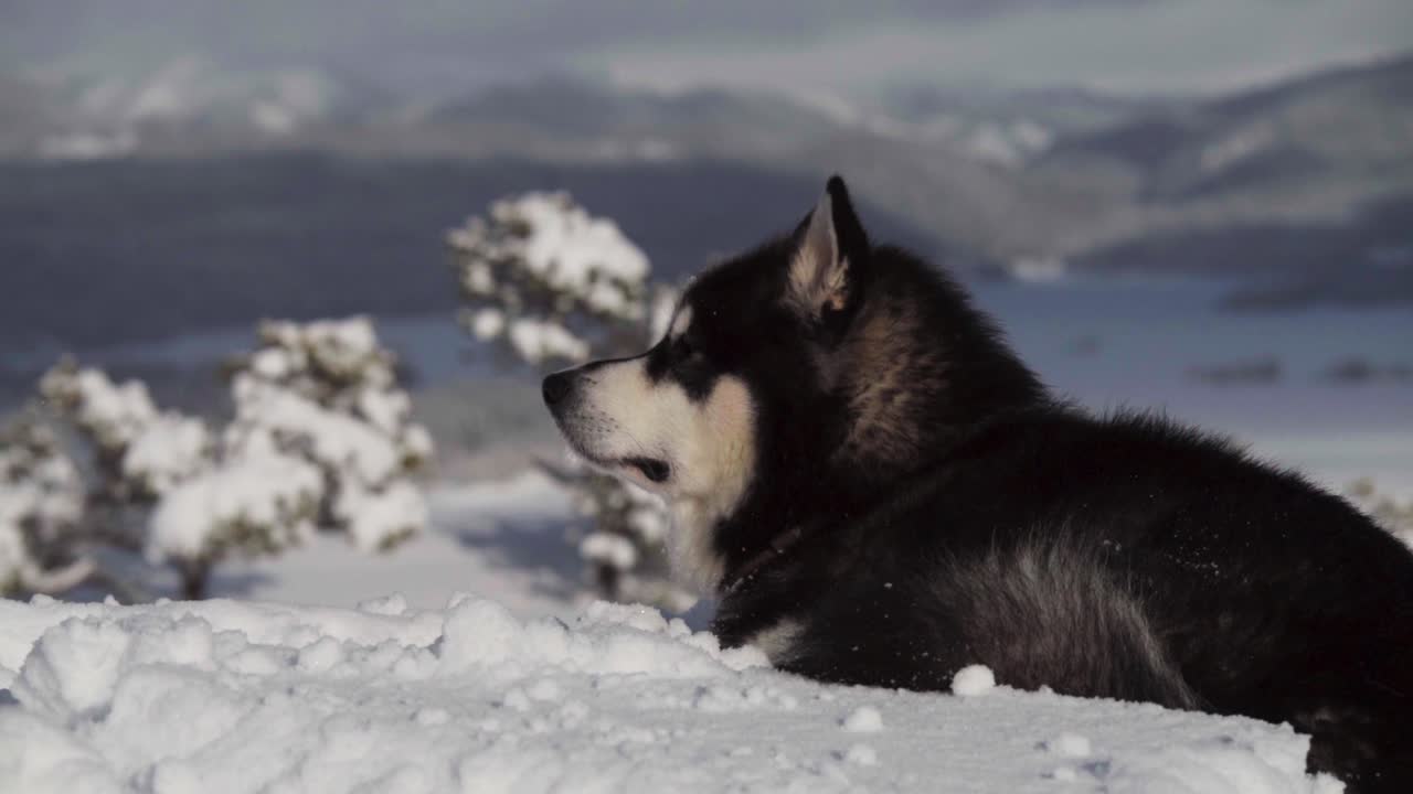 malamute de alaska tumbado y descansando en la nieve en indre fosen, noruega - primer plano