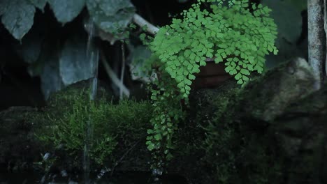 a little pool in the center of the garden