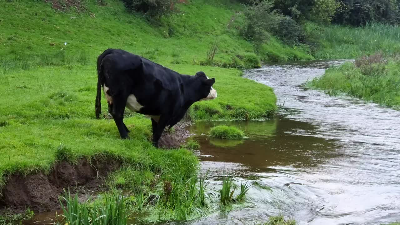Stranded cow standing on edge of fast flowing countryside stream having difficulty crossing over