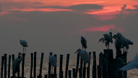 The-Great-Egret,-also-known-as-the-Common-Egret-or-the-Large-Egret