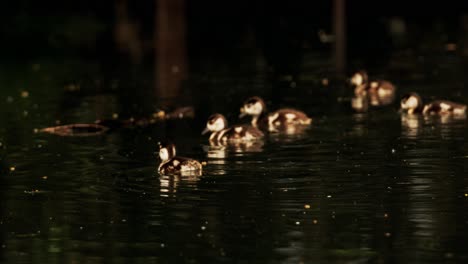 Group-of-baby-Egyptian-geese-swimming-away