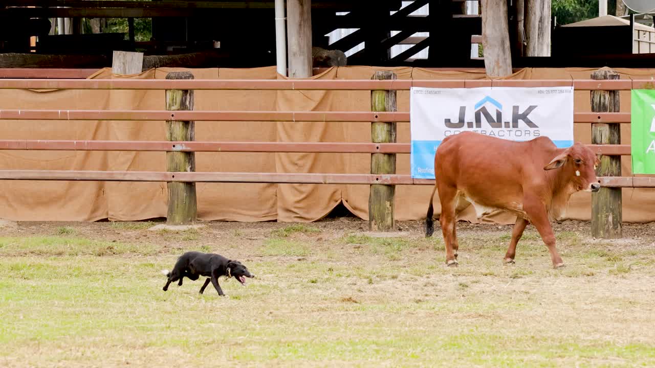Cattle dog herds cow in fenced paddock, natural daylight, steady camera, rural farm environment