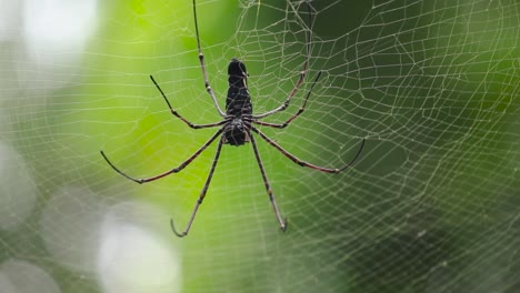 Bottom-view-of-the-Golden-orb-web-spider-and-its-huge-cobweb-in-the-jungle,-green-soft-blurred-natural-background