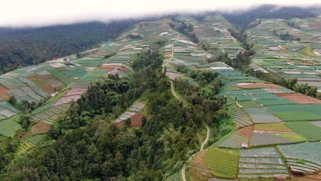 Forest-in-small-valley-surrounded-by-growing-fields-in-Indonesia,-aerial-view