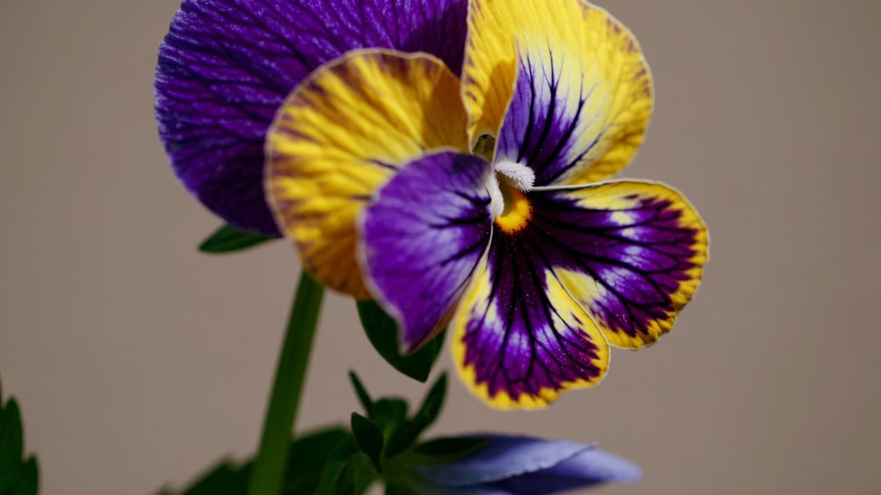 Close-up video of a vibrant pansy flower with purple and yellow petals, shot from a side angle