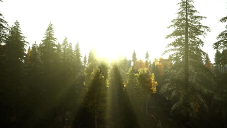 hillside with coniferous forest among the fog on a meadow in mountains