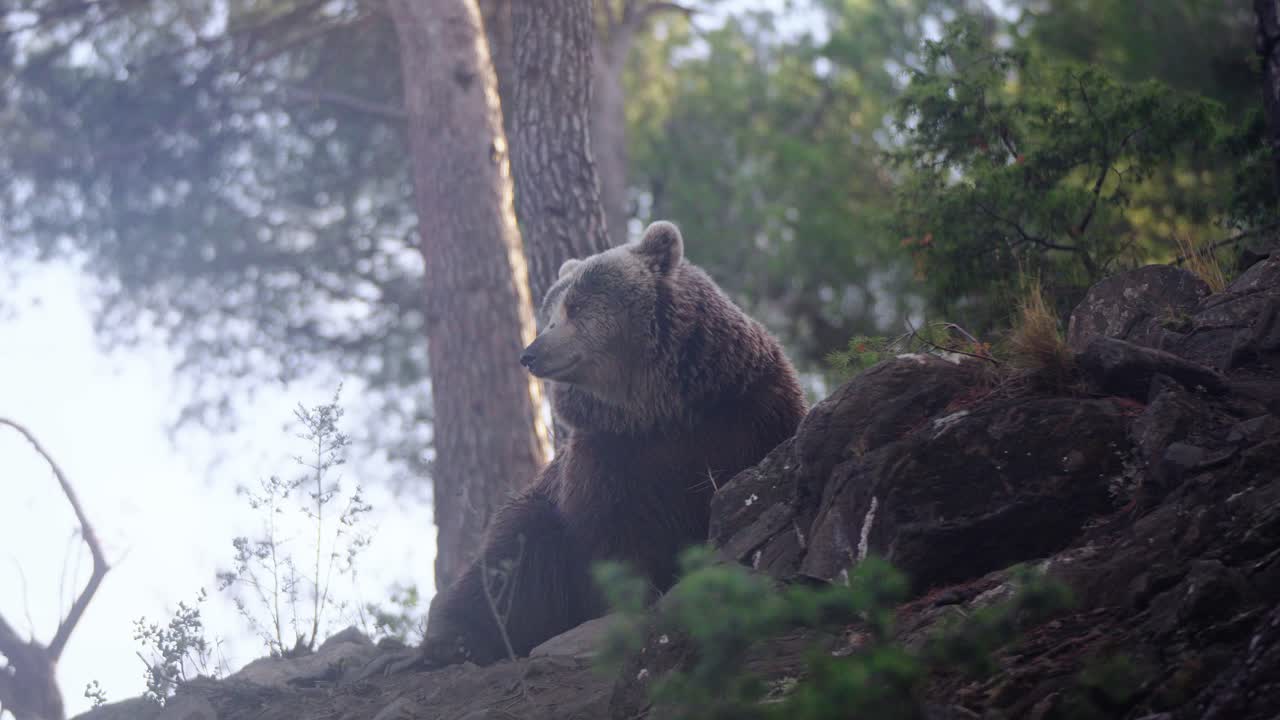 Amazing shot of big brown bear laying ion the forest floor in soft daylight