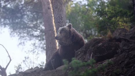 Amazing-shot-of-big-brown-bear-laying-ion-the-forest-floor-in-soft-daylight