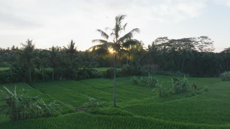 aerial drone shot over rice paddies at sunrise in ubud bali with sun flare through palm trees