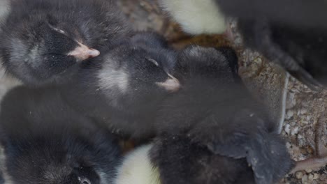 close-up of baby chicks