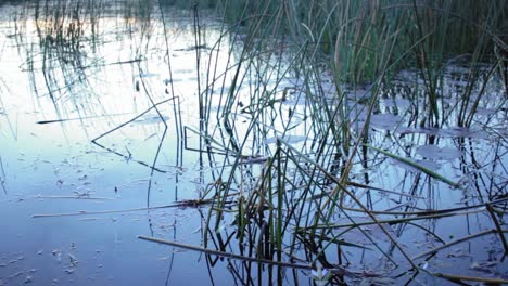 A-stationary-shot-of-lake-grass-at-dusk