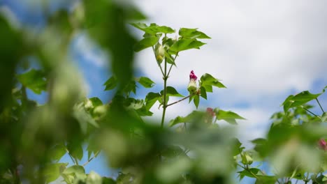 Planta-De-Algodón-Upland-Con-Capullos-De-Flores-En-La-Granja-De-Algodón