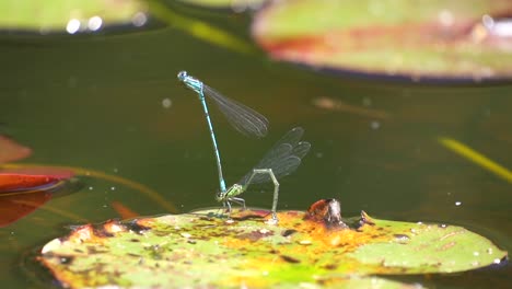 Paarung-Wunderschöner-Libellen-Auf-Seerosen-Im-Naturteich,-Statische-Nahaufnahme