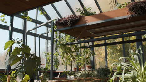 Greenhouse-interior