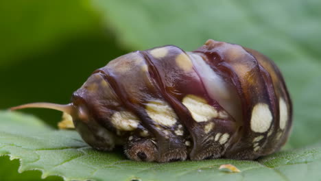 caterpillar on a leaf