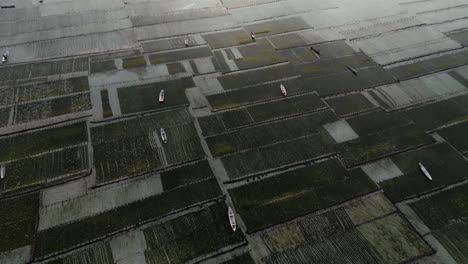 해조류와 물 표면에 있는 보트가 있는 농지