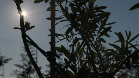 Silhouette-Eines-Olivenbaums-Von-Hinten-Beleuchtetes-Sonnenlicht-Während-Des-Sonnenuntergangs