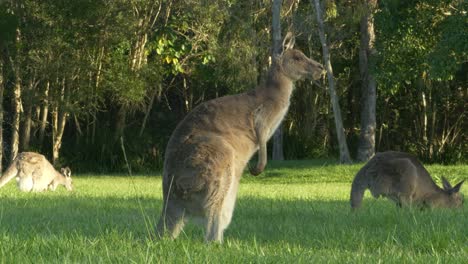 eastern grey kangaroo scratching its leg while looking afar while the others feed on the background